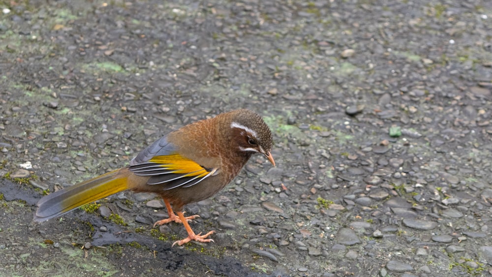 a small bird standing on a gravel road