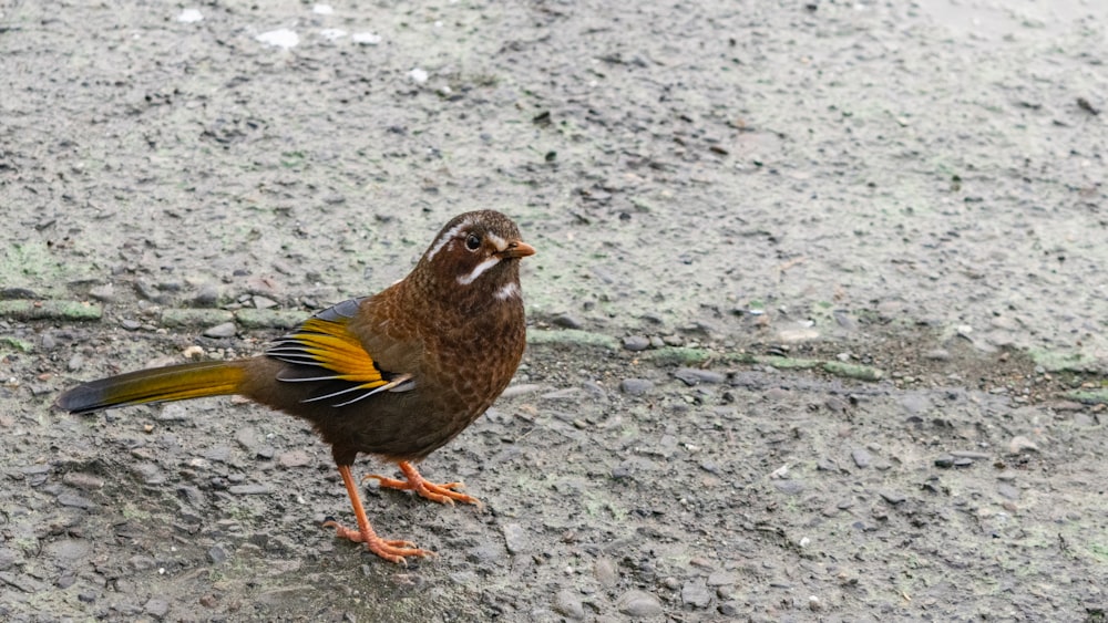 a brown and yellow bird standing on the ground