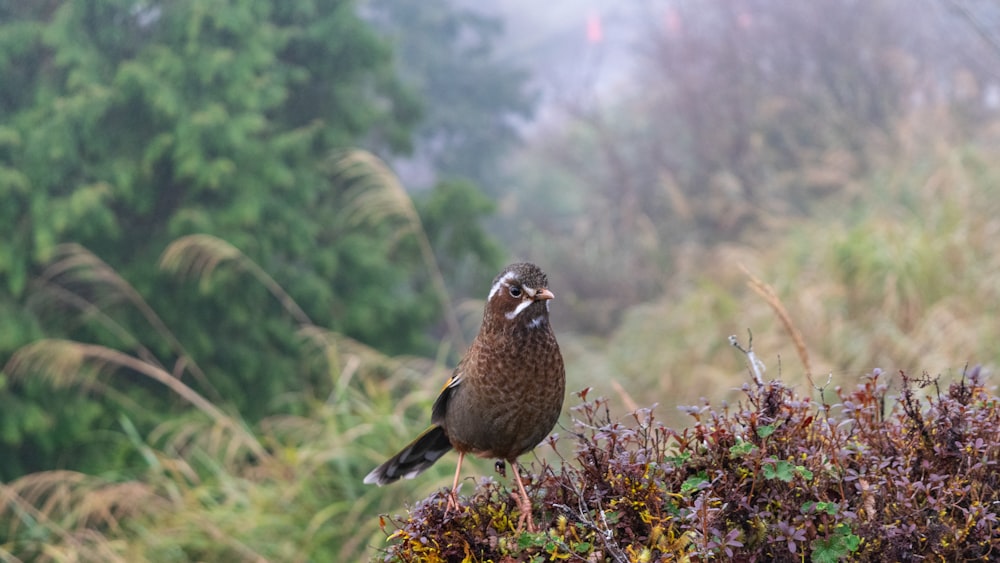 Un pequeño pájaro encaramado en la cima de un arbusto