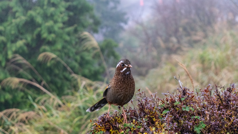 Un pájaro encaramado en la cima de un exuberante campo verde