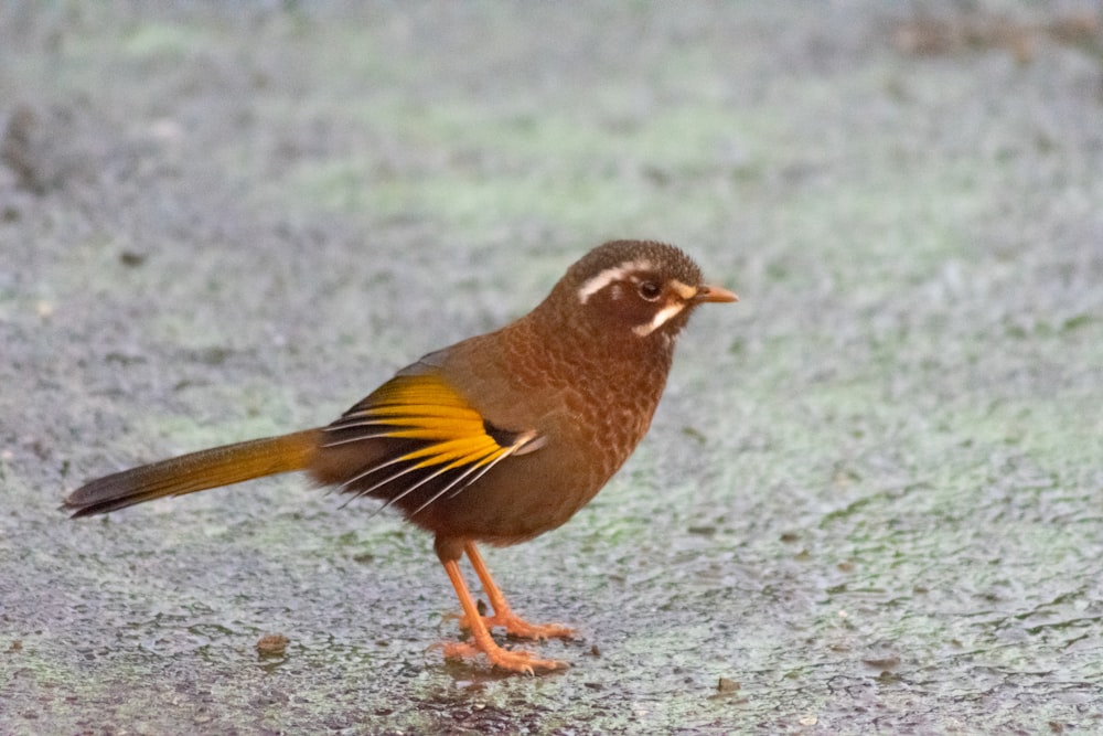 Un pequeño pájaro marrón y naranja parado en el suelo
