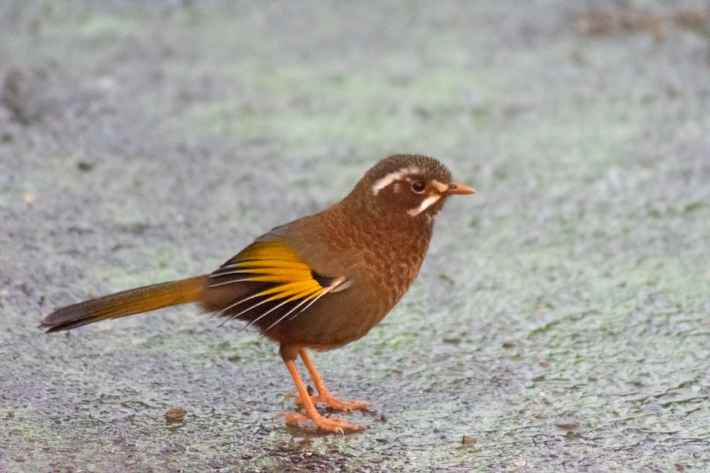 Un piccolo uccello marrone e arancione in piedi sul terreno