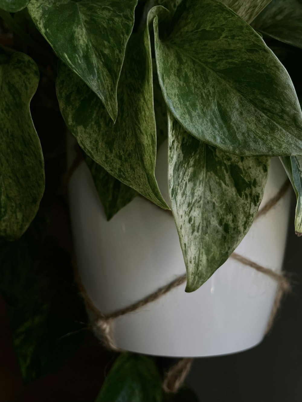 a close up of a potted plant with green leaves