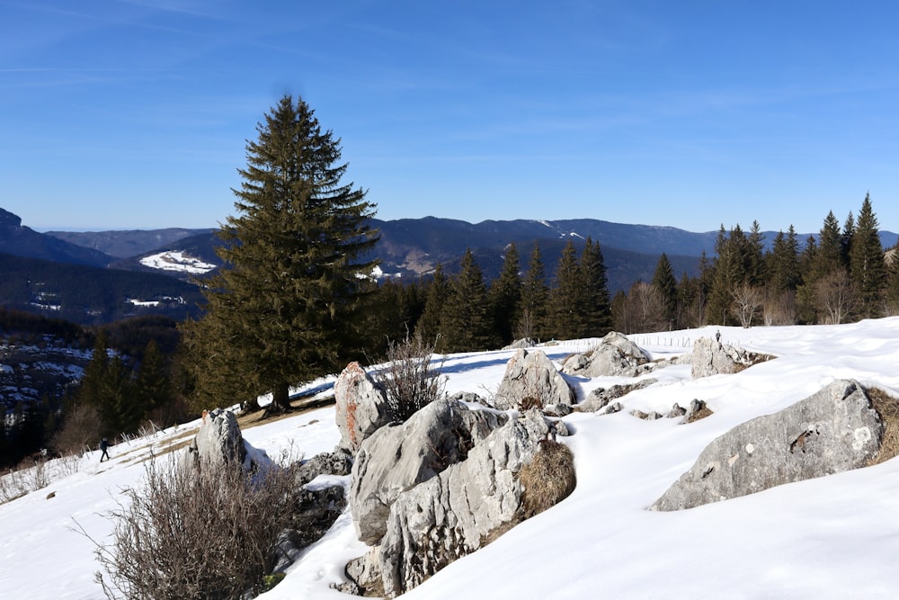 a snow covered mountain with trees in the background