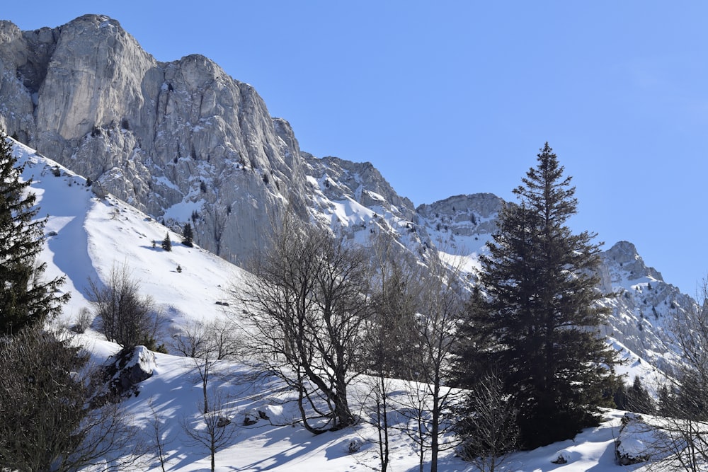 a snow covered mountain with trees in the foreground