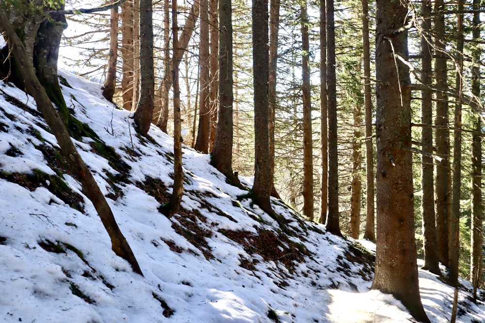 a snow covered hillside with trees and snow on the ground