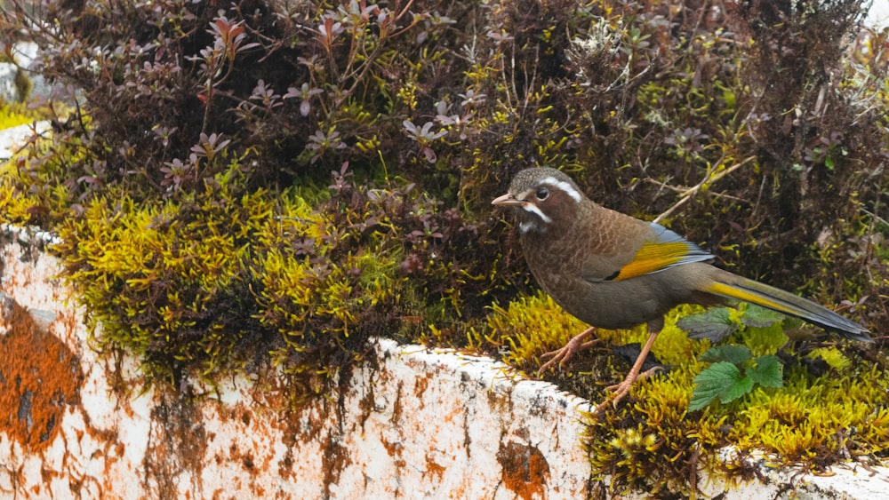a bird is standing on a moss covered wall