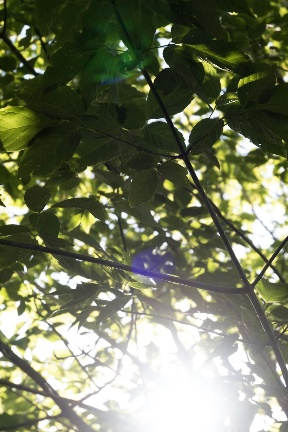 the sun shines through the leaves of a tree