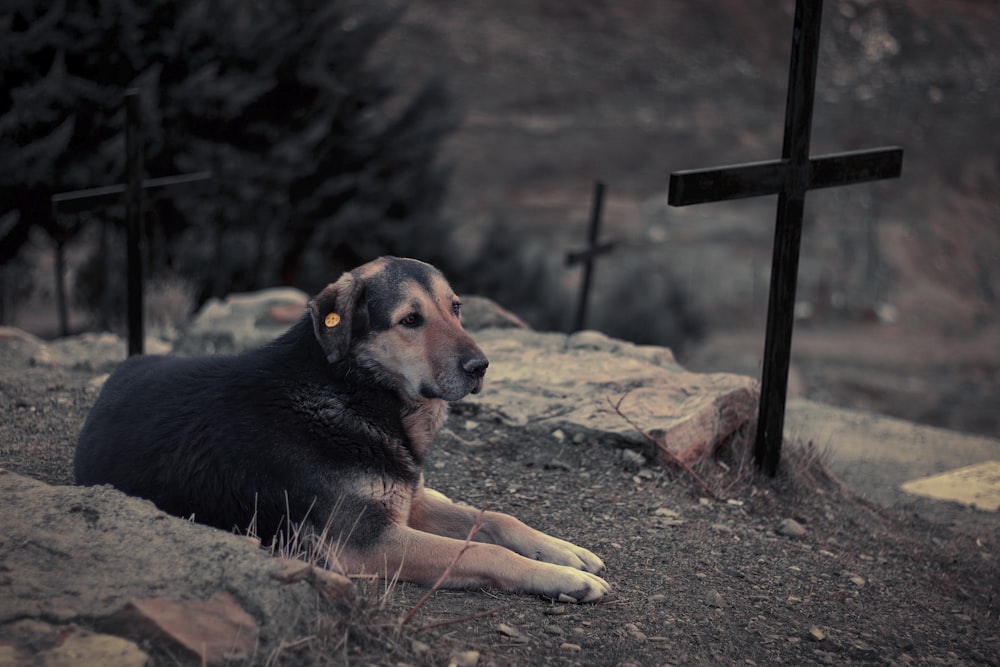 a dog laying on the ground in front of a cross