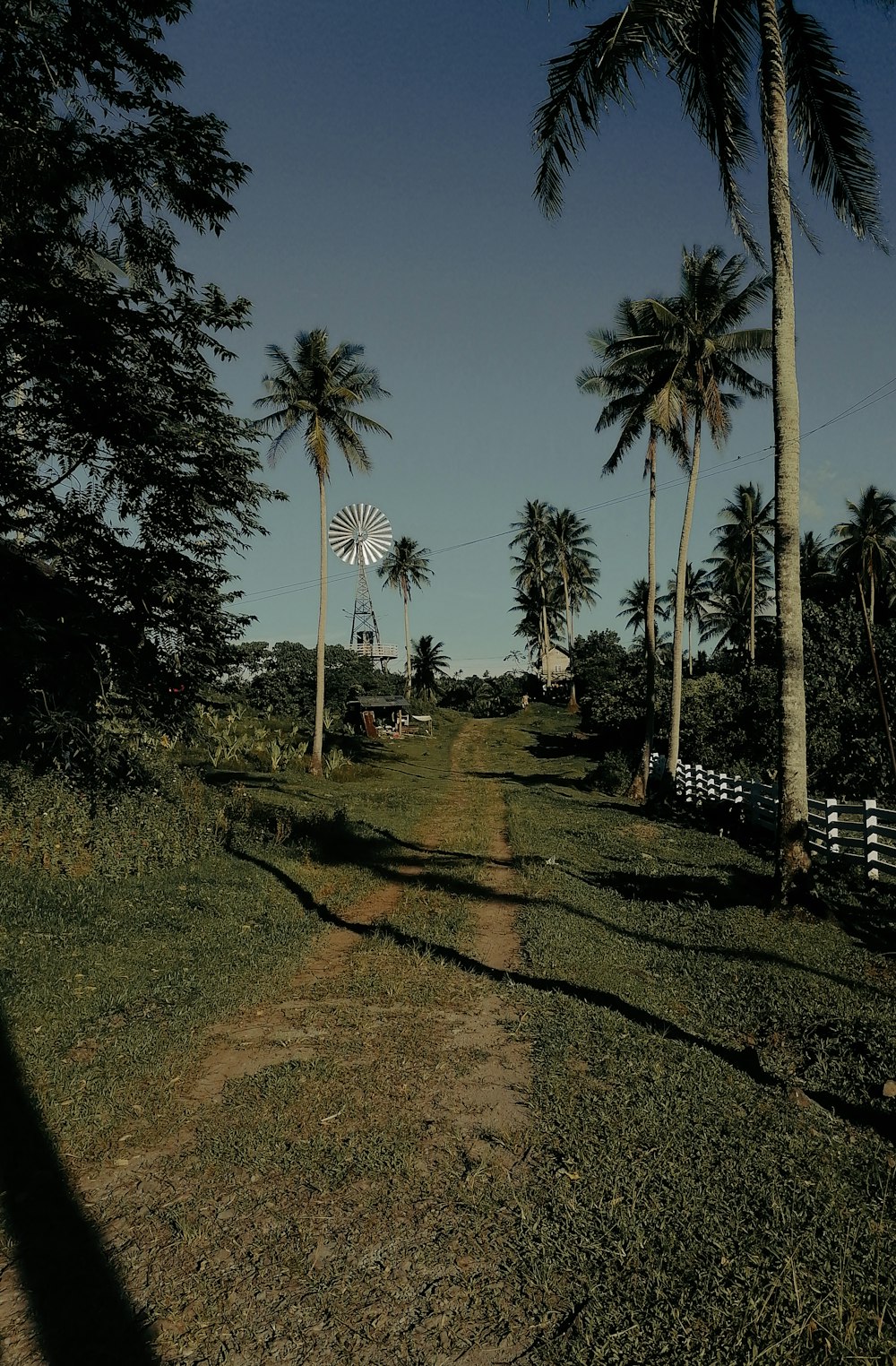 a dirt road surrounded by palm trees and a windmill