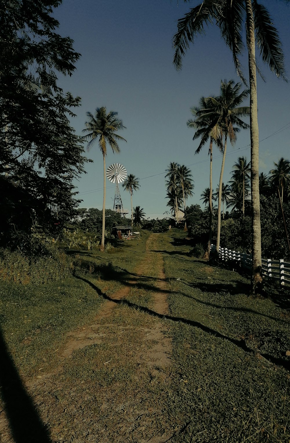 uma estrada de terra cercada por palmeiras e um moinho de vento