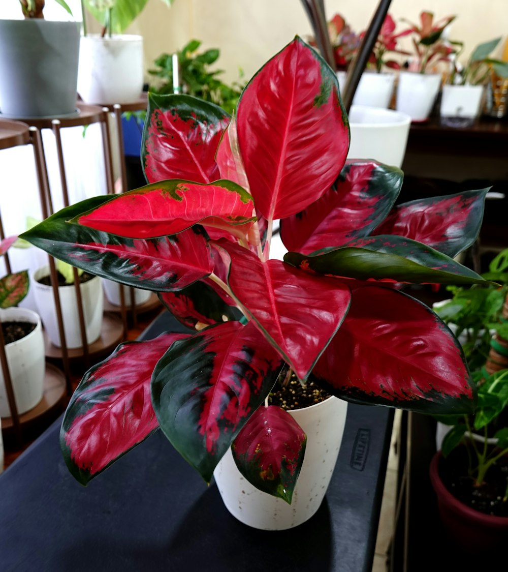 a red and green plant sitting on top of a table