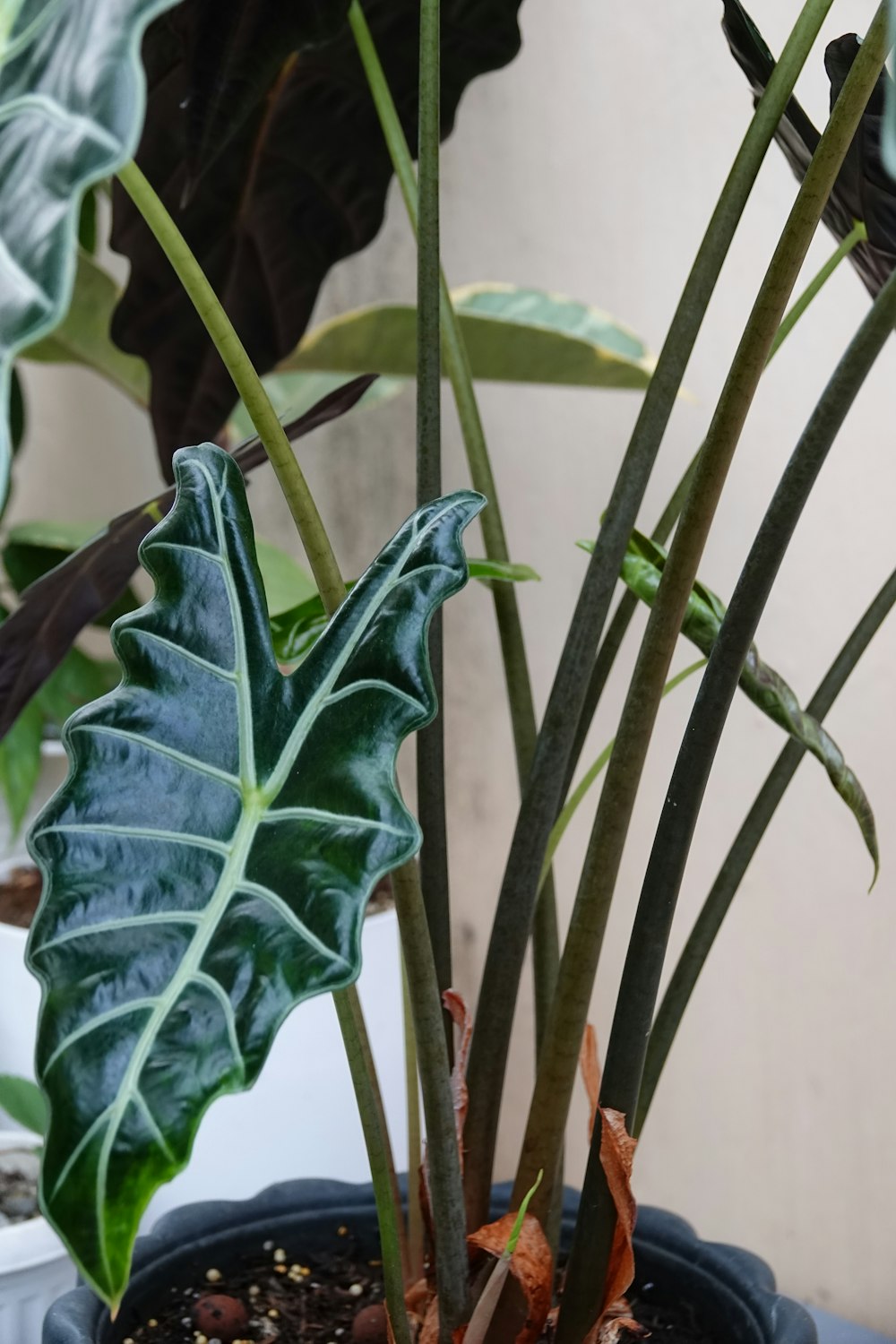 a large green leafy plant in a black pot