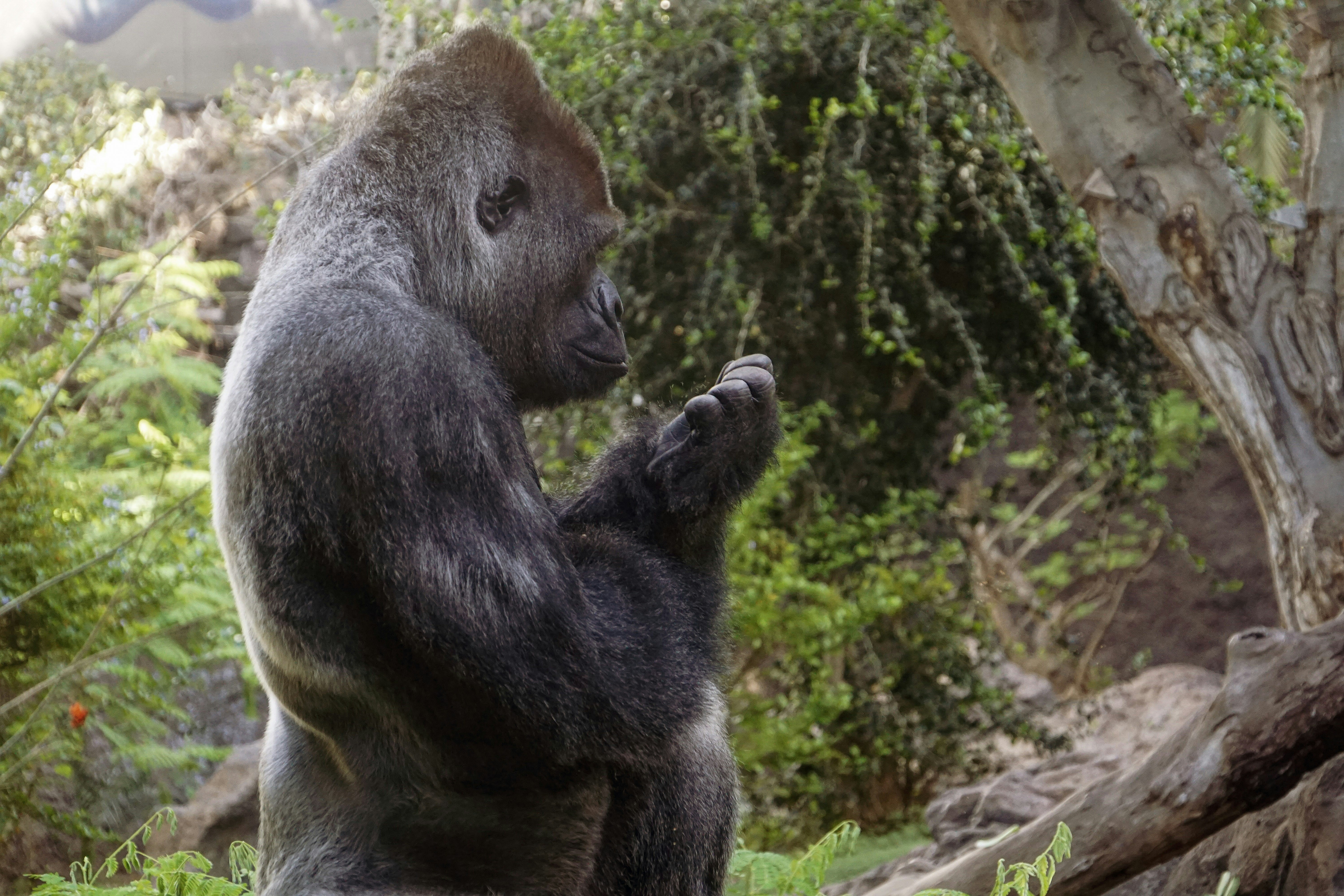 a gorilla standing on its hind legs in the grass