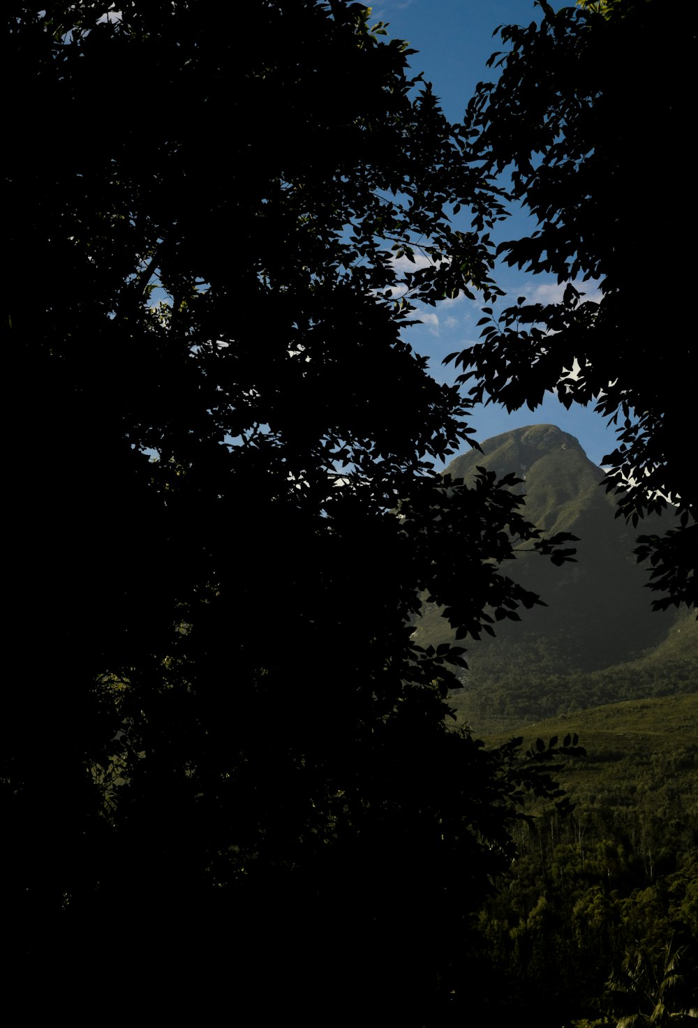 a view of a mountain through some trees