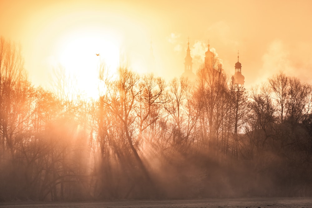 Le soleil brille à travers les arbres et le brouillard