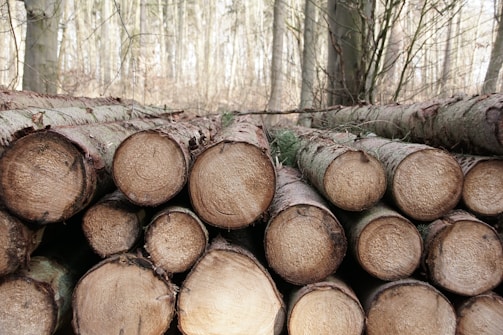 A stack of cut tree logs is lying on the forest floor, surrounded by tall, leafless trees. The cross-sections of the logs reveal their circular growth rings, and the surrounding area is filled with dry branches and undergrowth.