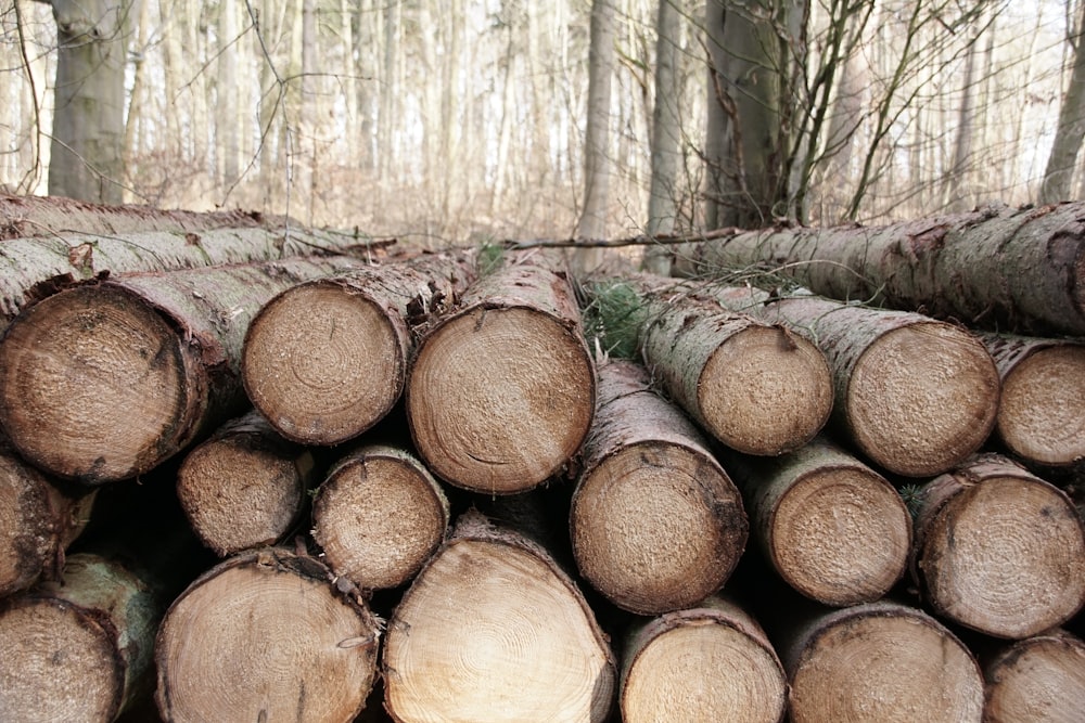 a pile of logs sitting in the middle of a forest