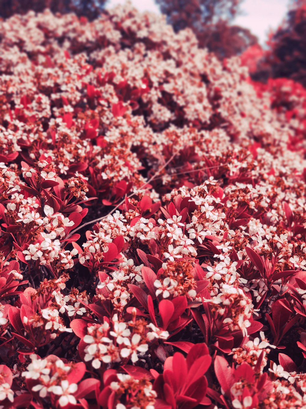 a bunch of red and white flowers in a field