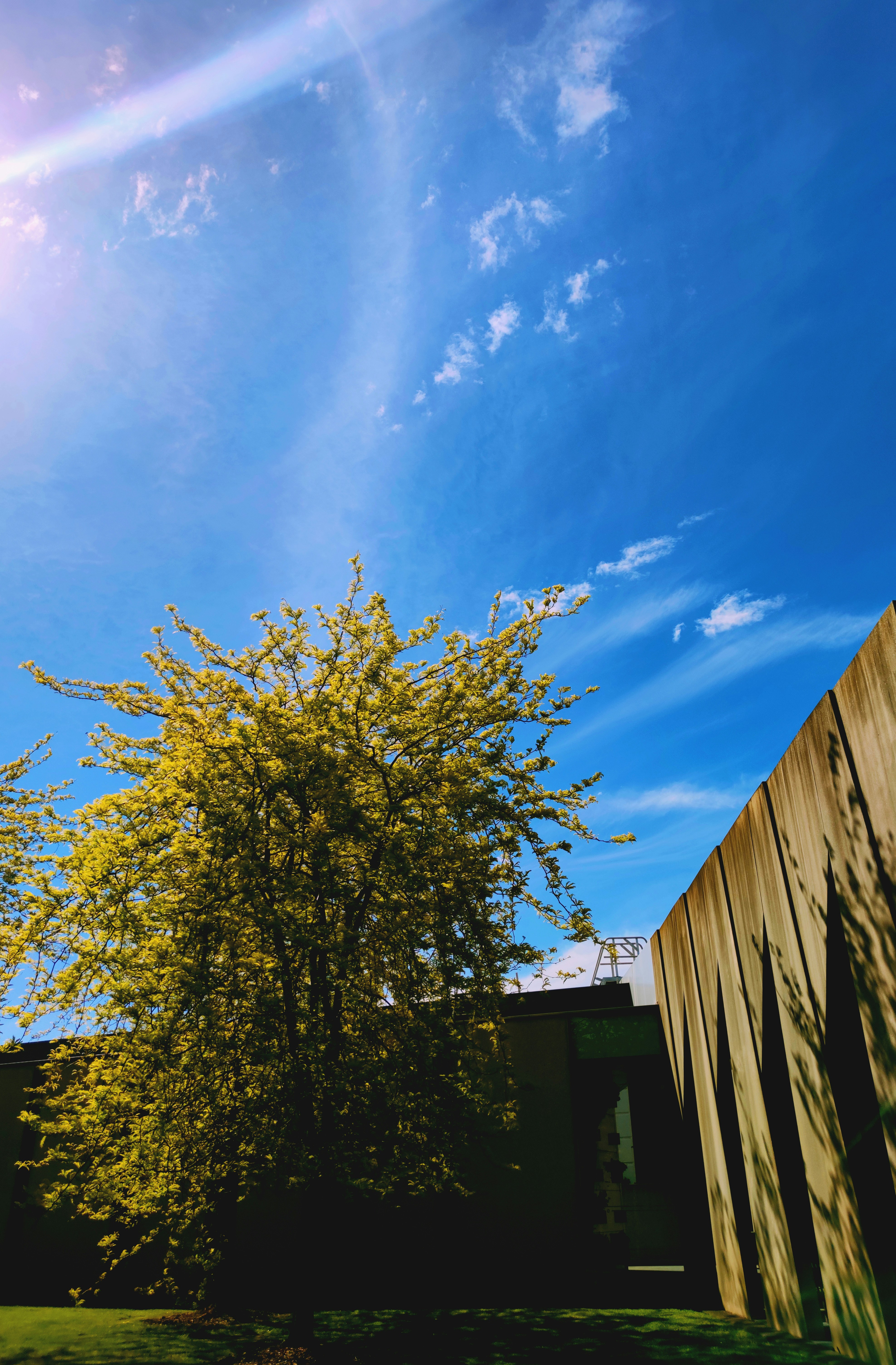 a tree in front of a building with a blue sky in the background