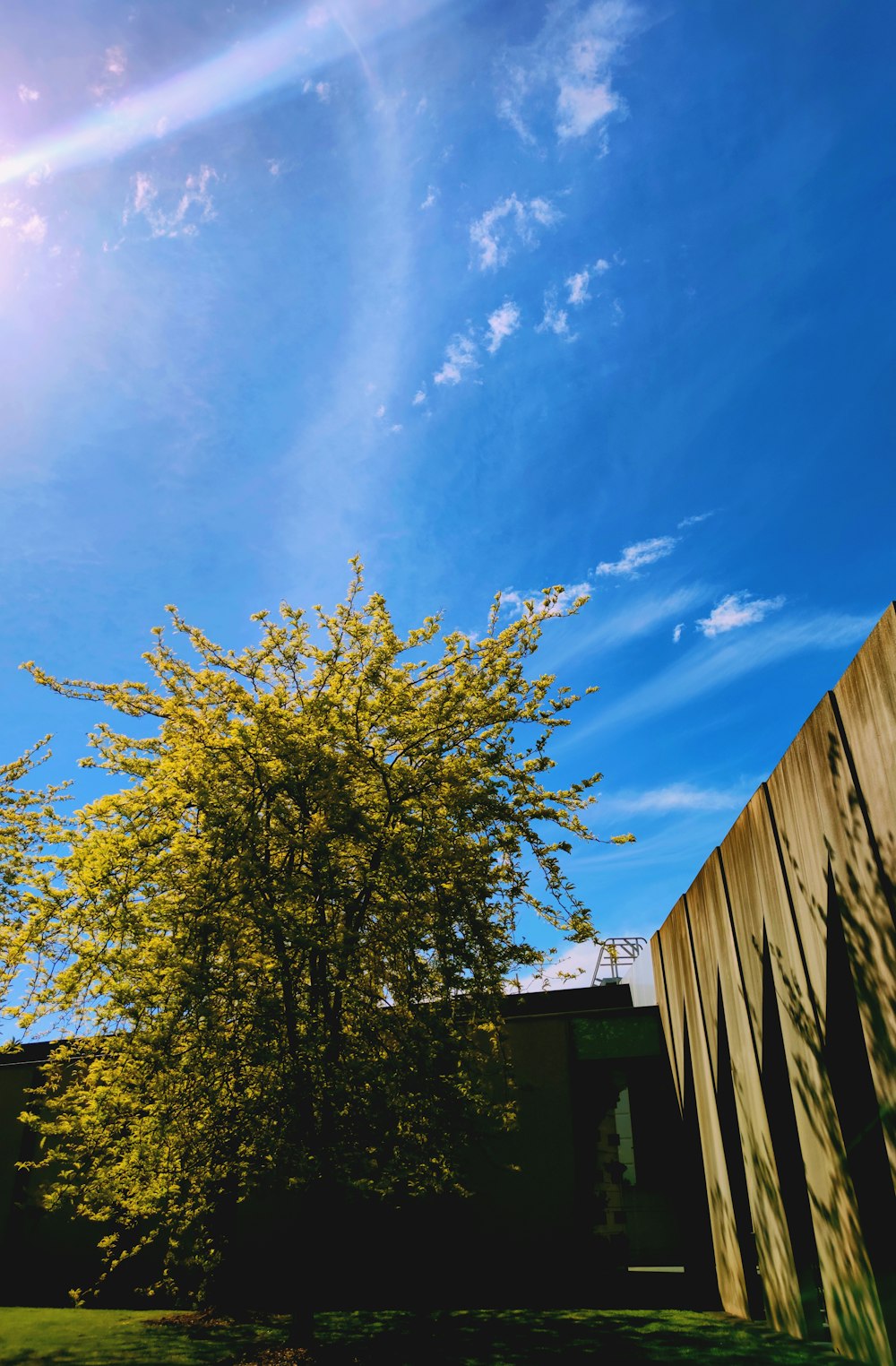 a tree in front of a building with a blue sky in the background