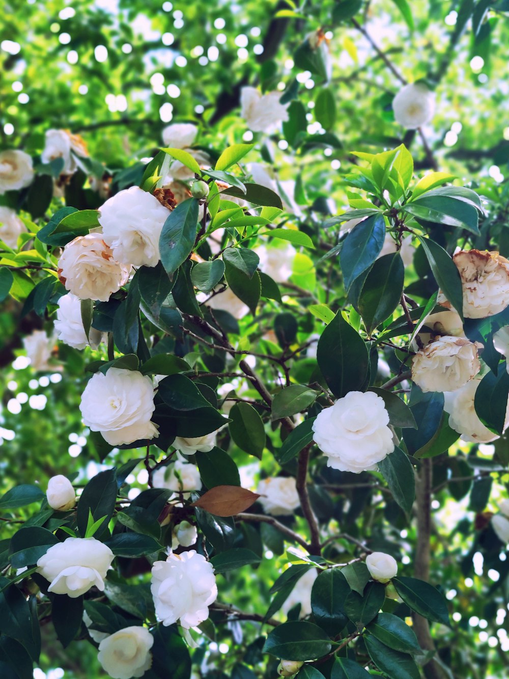 a bush with white flowers and green leaves