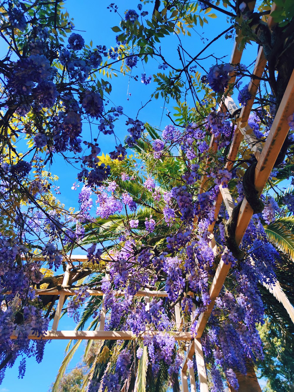 purple flowers are growing on the branches of a tree