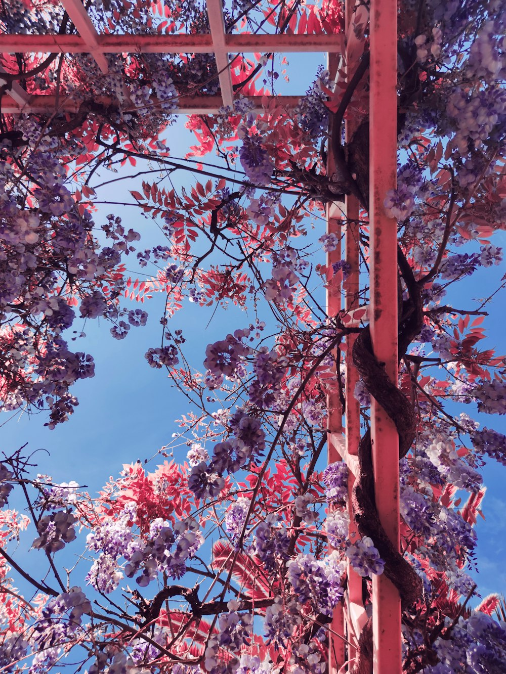 a picture of a tree with purple flowers