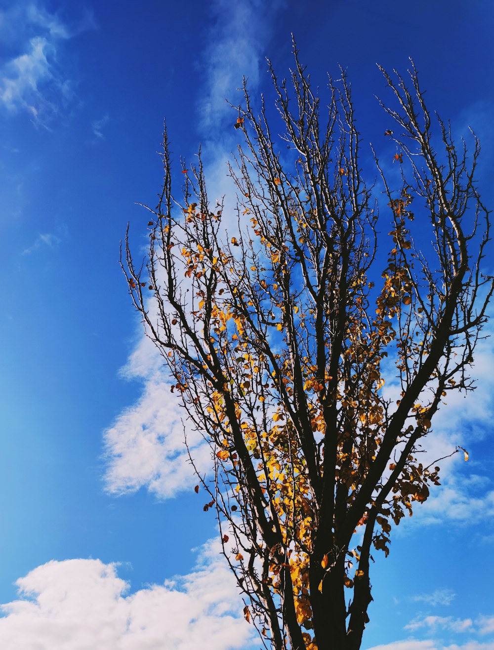 uma árvore com folhas amarelas e céu azul no fundo