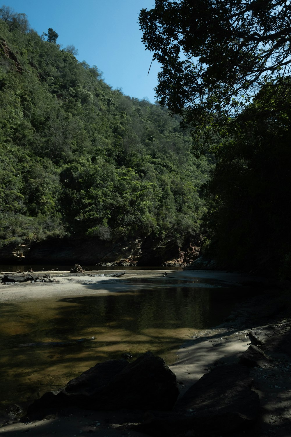 a river running through a lush green forest