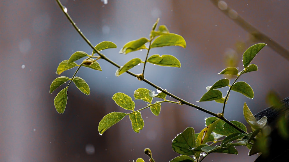 a branch with green leaves in the rain