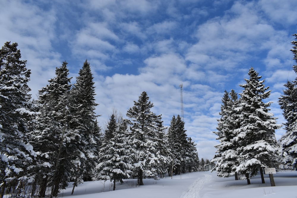 una foresta innevata piena di molti alberi