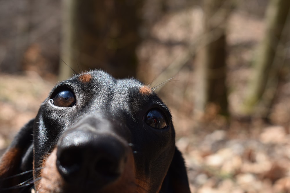 a close up of a dog's face with trees in the background