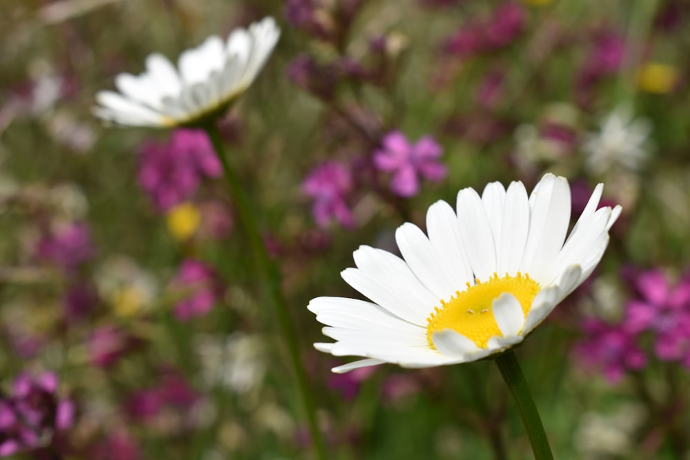 two white flowers with yellow center surrounded by purple and white flowers