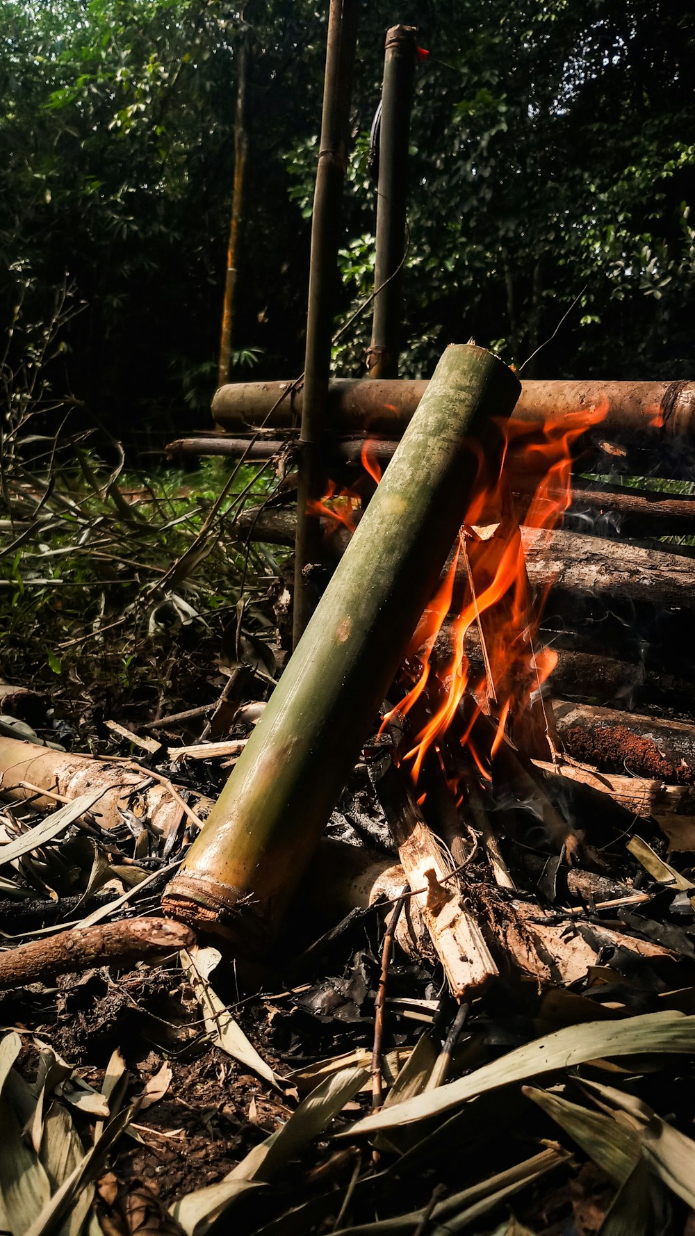 a pile of logs sitting on top of a forest floor