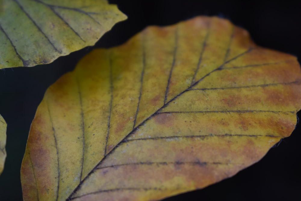 a close up of a yellow leaf on a black background