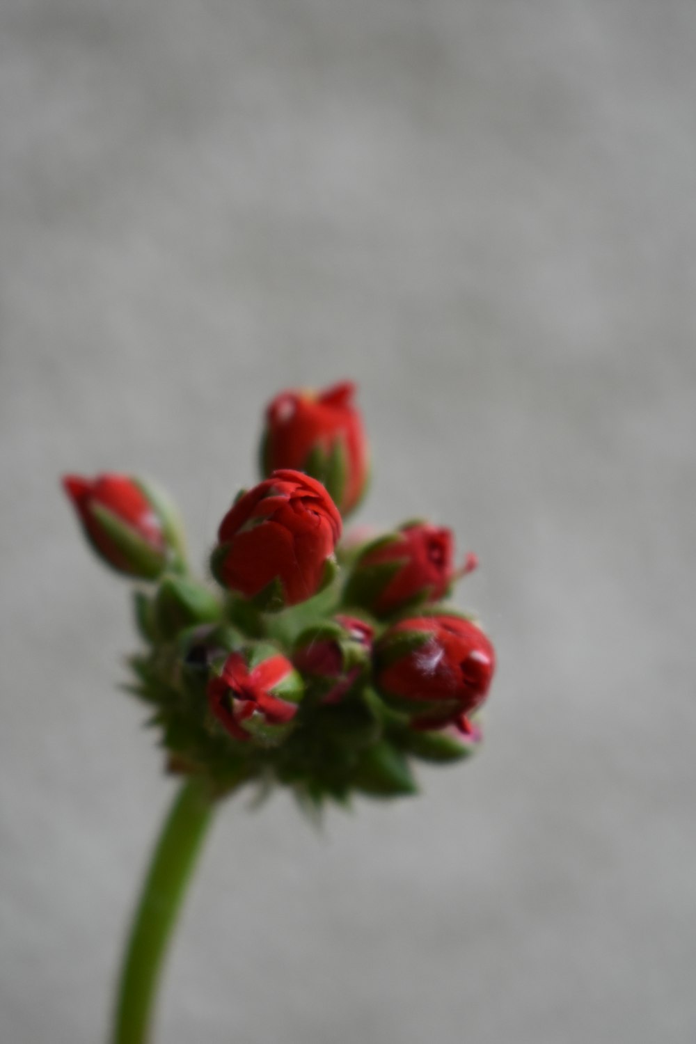a close up of a red flower on a stem