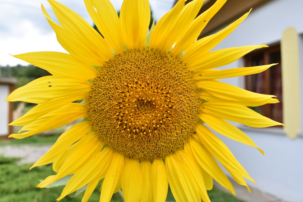 a large yellow sunflower in front of a house