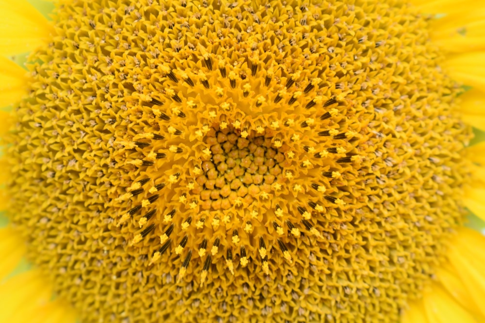 a close up of a sunflower with a green background