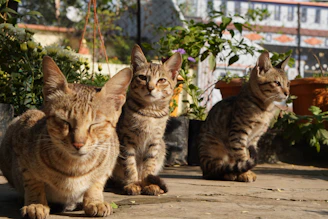 a group of cats sitting next to each other
