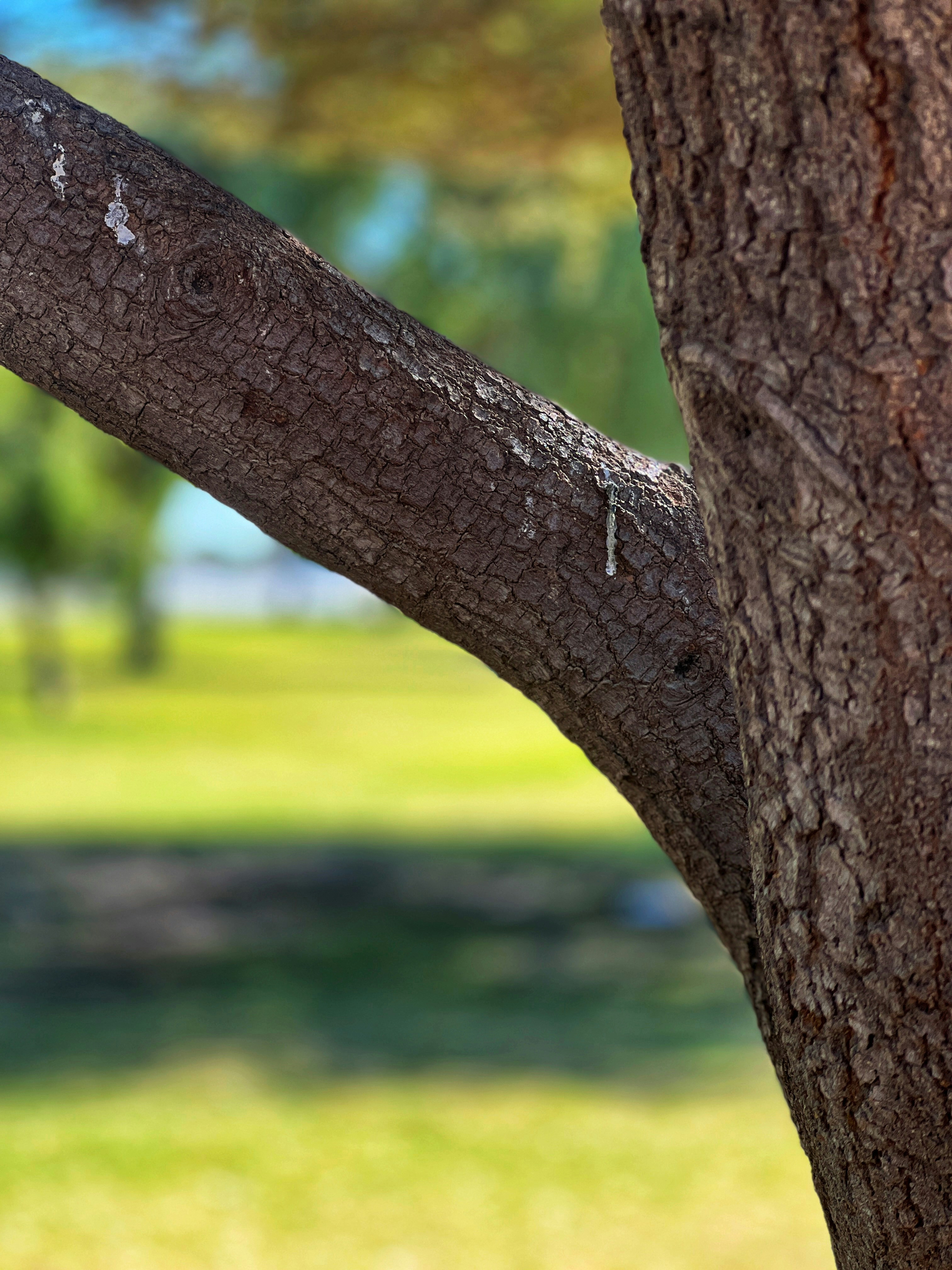 Photo by masarathalkhaili