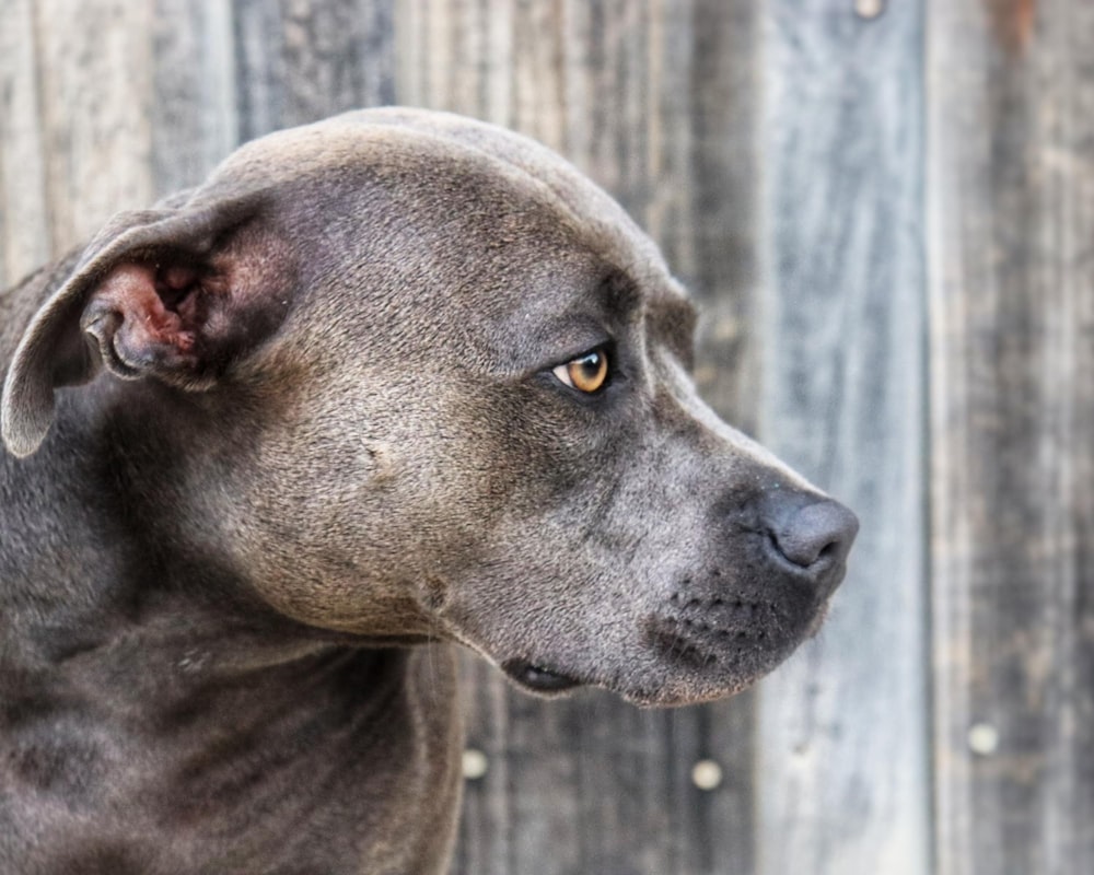 Un primer plano de un perro cerca de una cerca