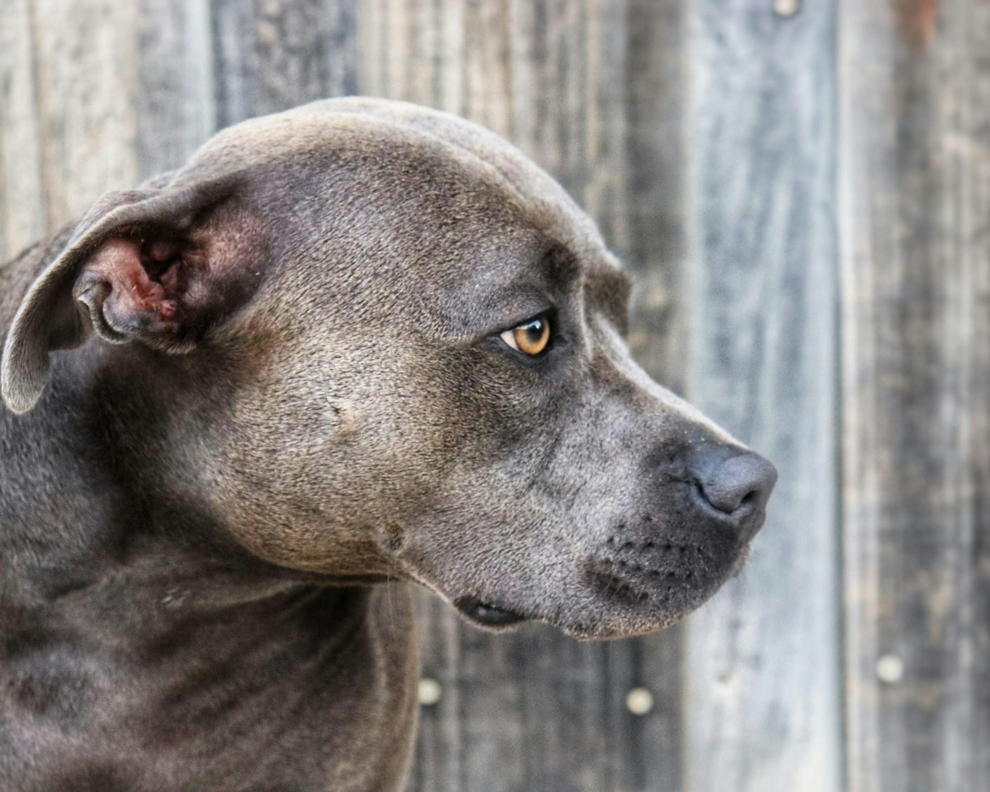 blue staffy Dog:  https://blog.tryfi.com/