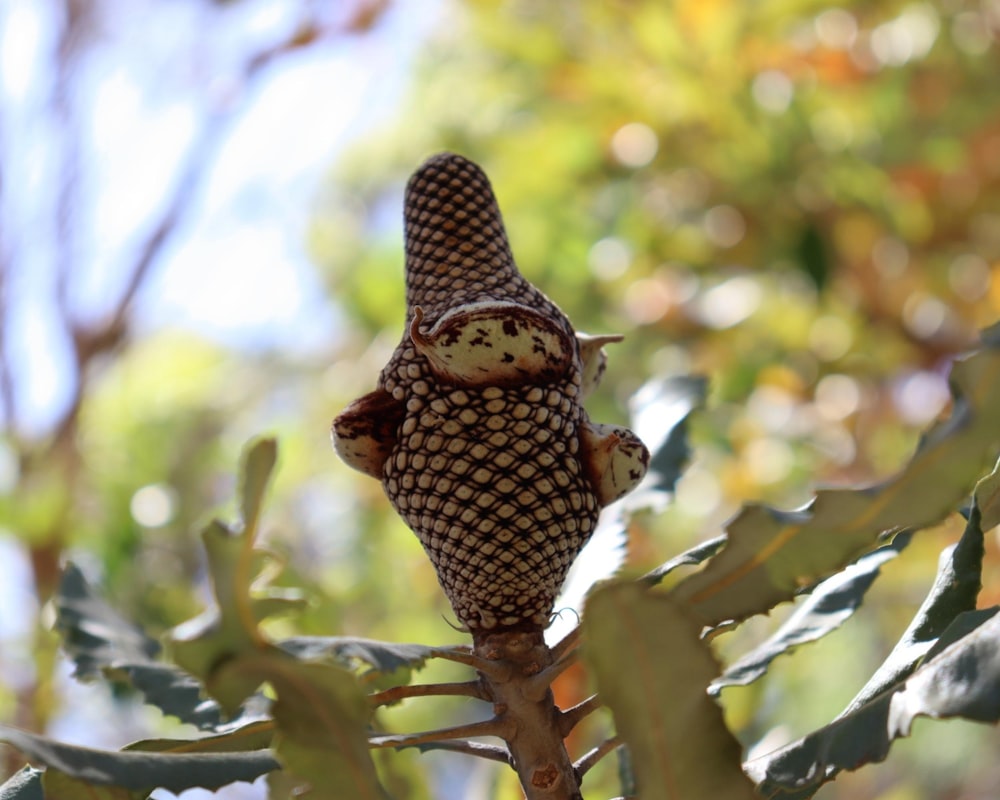 a stuffed animal sitting on top of a tree branch