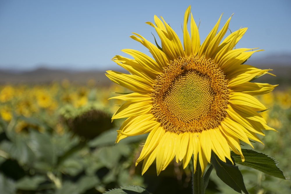 a large sunflower in a field of sunflowers