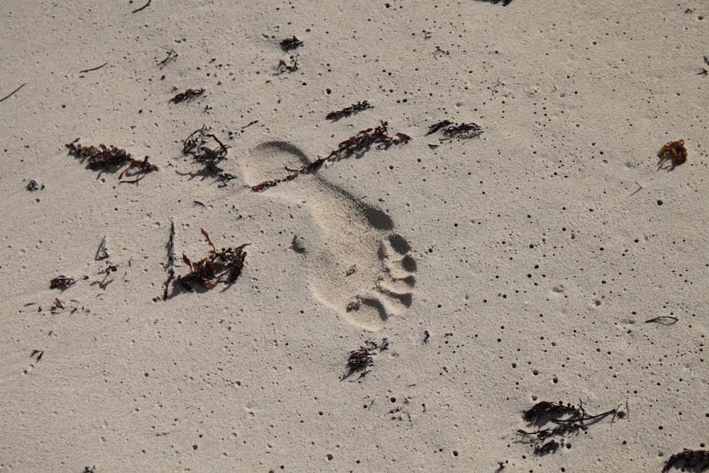 a dog paw prints in the sand on a beach