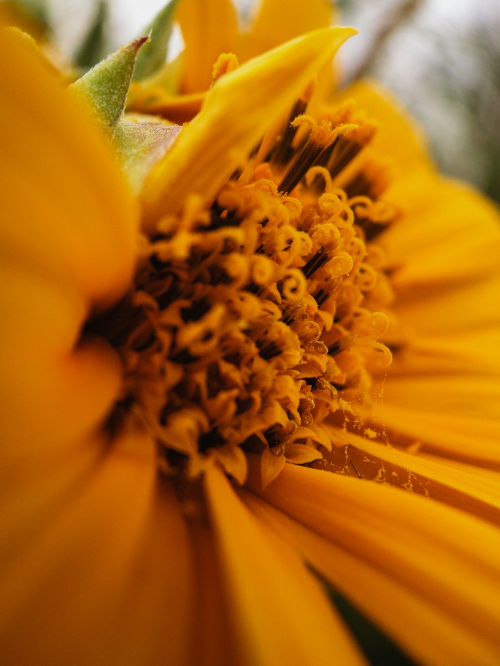 eine Nahaufnahme einer gelben Blume mit verschwommenem Hintergrund