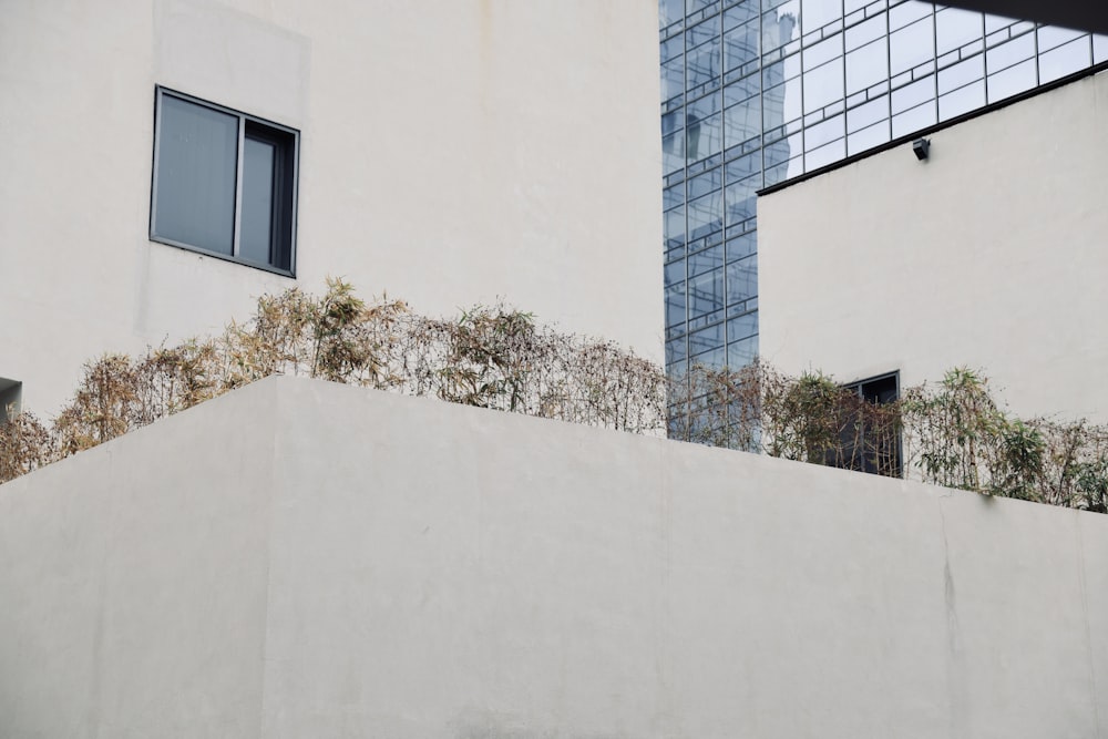 a white building with a bunch of plants growing on the side of it