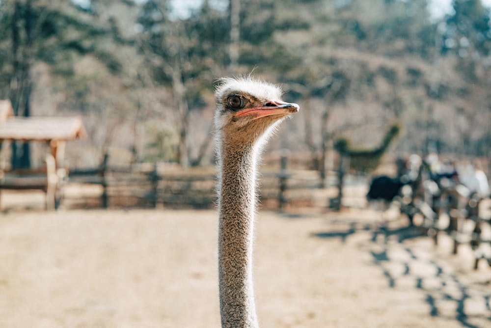 an ostrich standing in a fenced in area