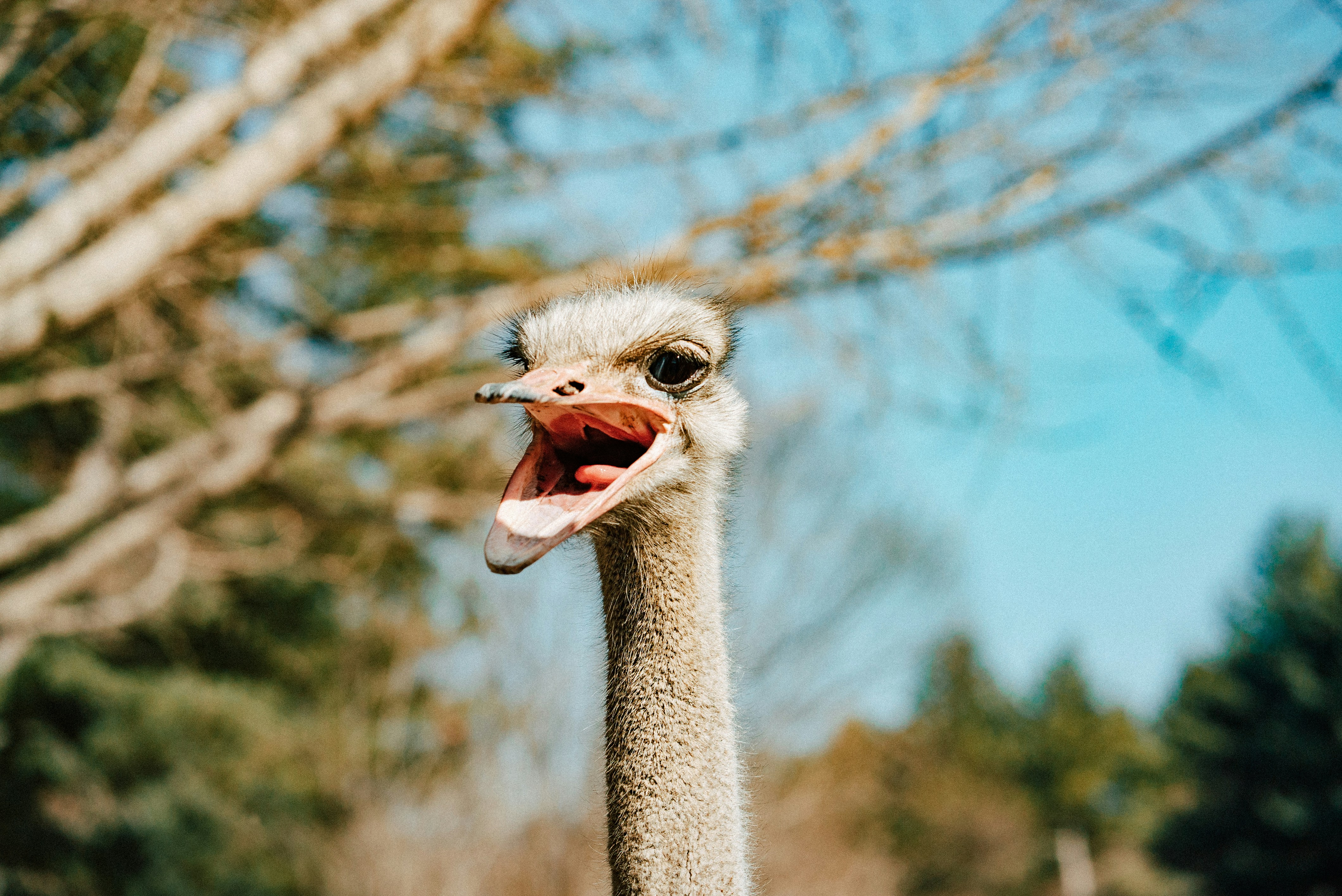 Close‑up of an ostrich with its beak open wide and blurred foliage in the background, conveyingfrustration and dismissal.